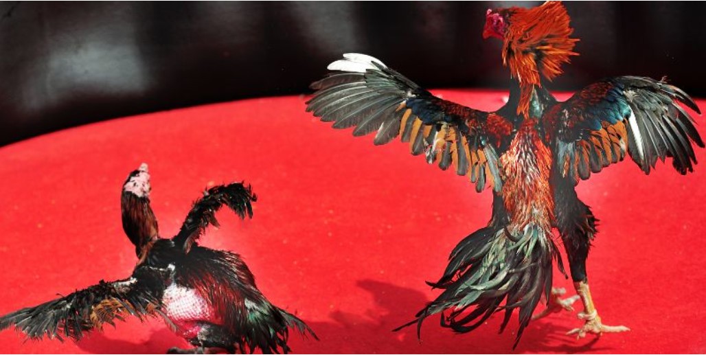 Experience 8KBET Cockfighting - Asia's No. 1 Super Cockfighting Hall