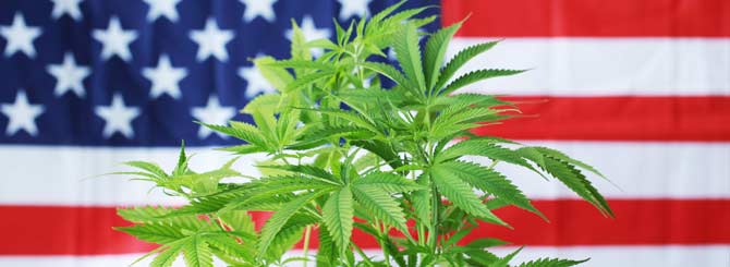 Voters Made It Happen: The 2020 Cannabis Ballot Initiative Explained