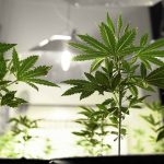 Voters Made It Happen: The 2020 Cannabis Ballot Initiative Explained