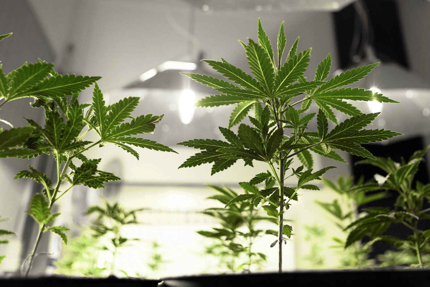 Voters Made It Happen: The 2020 Cannabis Ballot Initiative Explained